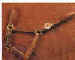 Quality Leather & Nylon Halters & Leads